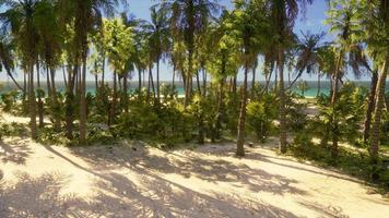 View of nice tropical beach with palms around photo