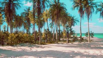 Tropical paradise with white sand and palm trees photo