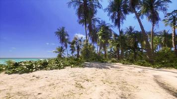 Tropical paradise with white sand and palm trees photo