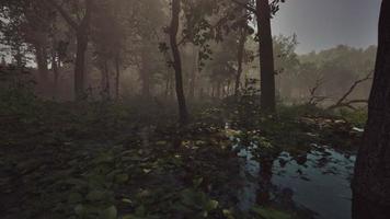 Mystic foggy swamp with trees photo