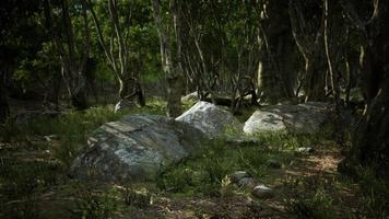 Forest in darkness with grass and rocks photo