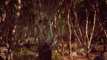 Forest in darkness with grass and rocks photo