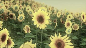 muchos grandes girasoles amarillos brillantes en campos de plantación al atardecer foto