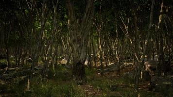 Forest in darkness with grass and rocks photo