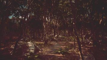 Forest in darkness with grass and rocks photo