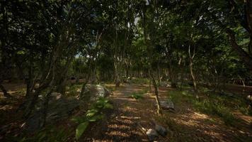 Forest in darkness with grass and rocks photo