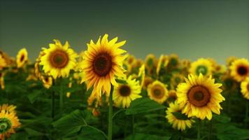 Splendid scene of vivid yellow sunflowers in the evening photo