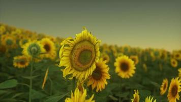 sunset landscape at sunflower field photo