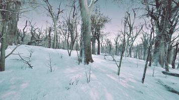 Forest in winter time at sunset photo