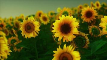 Field with yellow sunflowers at sunset in summer. photo