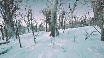 winter landscape in a pine forest the sun shines through the trees photo