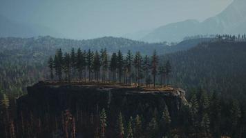 Beautiful pine trees on background high mountains photo