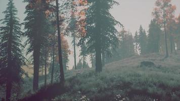 Evergreen fir trees with cones, peaks of French Alps mountains photo