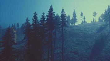 Evergreen fir trees with cones, peaks of French Alps mountains photo