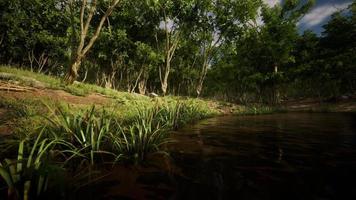 madera en el cáucaso alrededor de dombai foto