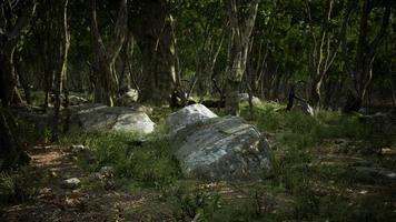 Boulders in green grass overgrown with green moss photo