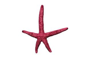 Pink starfish JPEG photo