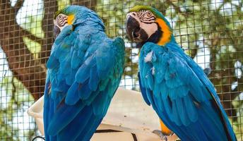 a pair of blue parrots at a zoo photo