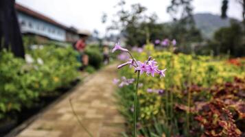 tulbaghia violacea o sociedad ajo forma de estrella de flor púrpura brillante que florece en el jardín. foto