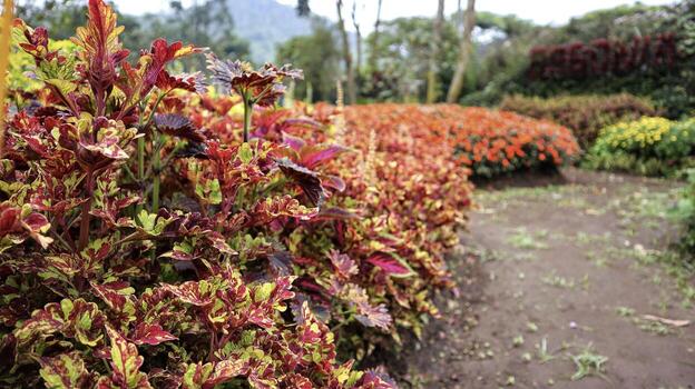 hermoso coleo de fuego rojo multicolor en el jardín. foto
