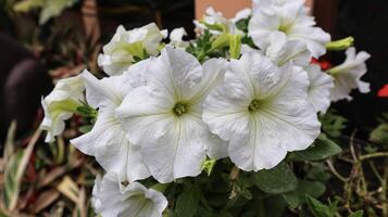 grupo de petunia axillaris flor blanca que florece en un jardín. foto