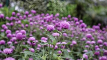 Globe amaranth or Gomphrena globosa round shaped vibrant flower inflorescence. photo