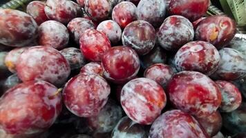 Pile of cherry plum or red plum display at the market. photo