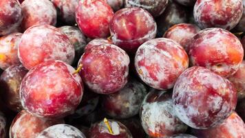 Pile of cherry plum or red plum display at the market. photo