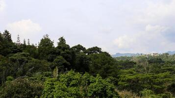 Landscape natural scenery of tropical forest and mountains background with blue cloudy sky. photo