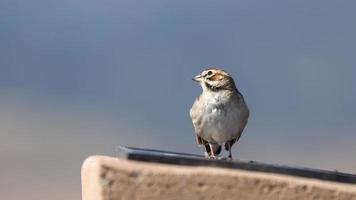 Close up view of American tree sparrow bird photo