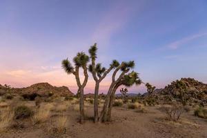 Tall Joshua tree at Joshua tree national park in South West California photo