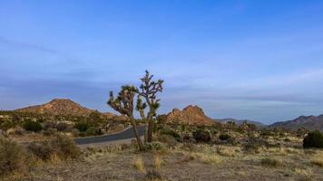 Joshua tree national park in South West California shot during twilight hours. photo