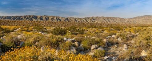 Mission creek preserve in California, desert bushes with bloom on hills during spring time.. photo