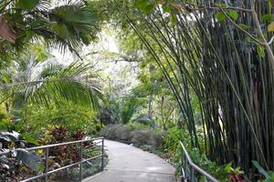 jardín de árboles tropicales en jardines harry p leu en orlando, florida. foto