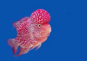 Color fish on the blue background, wallpaper photo