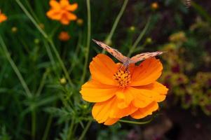 a butterfly perched on a flower. a butterfly that feeds on flower nectar. flowers blooming in the garden photo