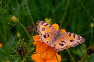 una mariposa posada en una flor. una mariposa que se alimenta del néctar de las flores. flores que florecen en el jardín foto