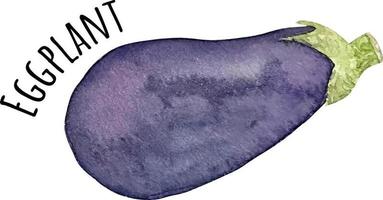 Watercolor illustration of purple eggplant. Fresh raw vegetables. Eggplant lover illustration vector