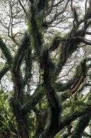 Panorama of the protected forest of De Djawatan Benculuk Banyuwangi, Indonesia photo