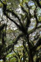 Panorama of the protected forest of De Djawatan Benculuk Banyuwangi, Indonesia photo