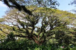 Panorama of the protected forest of De Djawatan Benculuk Banyuwangi, Indonesia photo