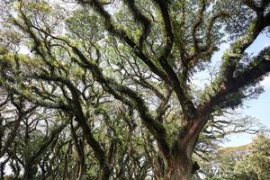 Panorama of the protected forest of De Djawatan Benculuk Banyuwangi, Indonesia photo