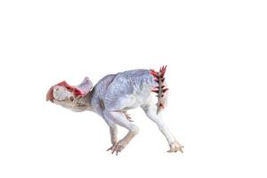 Protoceratops  , dinosaur on  isolated background photo