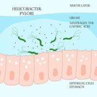 Helicobacter pylori in mucosal layer on epithelial cells in stomach vector