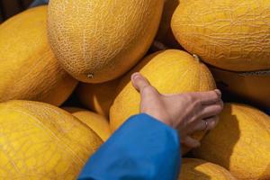 Woman's hand choosing sweet yellow melon from the food counter at the supermarket photo