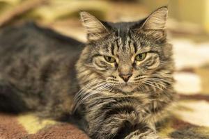 retrato de un lindo gato doméstico acostado en la cama foto