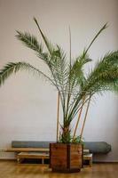 Front view of a beautiful green palm plant on a white desk table looks really fresh and vibrant photo