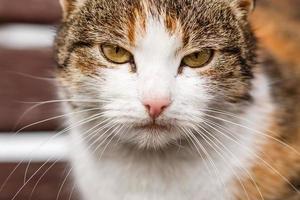 Cute tortoise cat on dark background photo