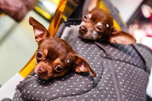 Two chihuahua puppies sitting in pocket of hipster canvas backpack with funny faces and looking different ways. Dogs travel. Comfortable relax. Pets on vacation. Animals family lying together at home photo
