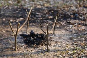 Firewood in the forest on earth burn. Fireplace for barbecue. Shish kebabs. View from above. photo